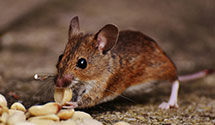 24 Hour & Emergency Exterminators in Buckeye Village, OH